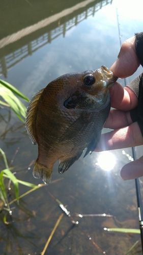 ブルーギルの釣果