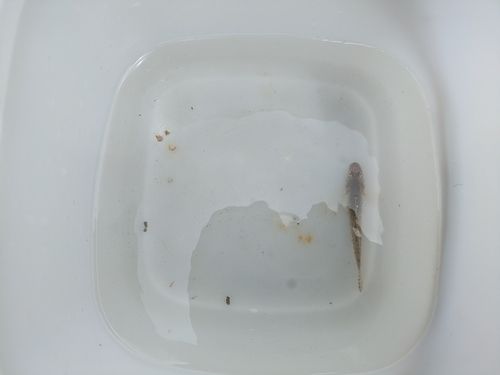 ハゼの釣果