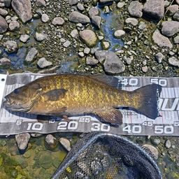 スモールマウスバス