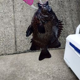 イシガキダイ