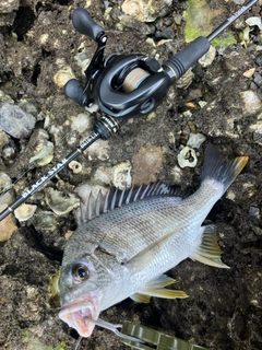 キビレの釣果
