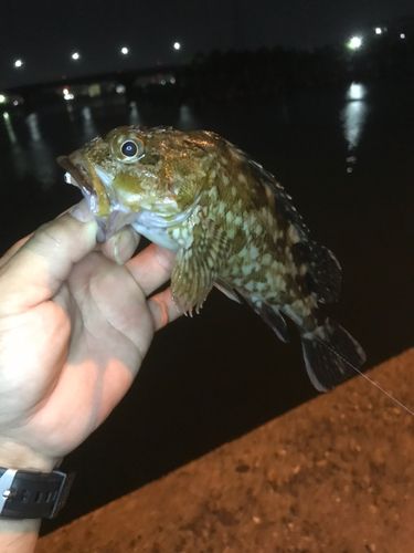 ガシラの釣果