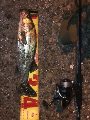 シーバスの釣果