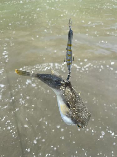 クサフグの釣果