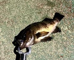 クロメバルの釣果