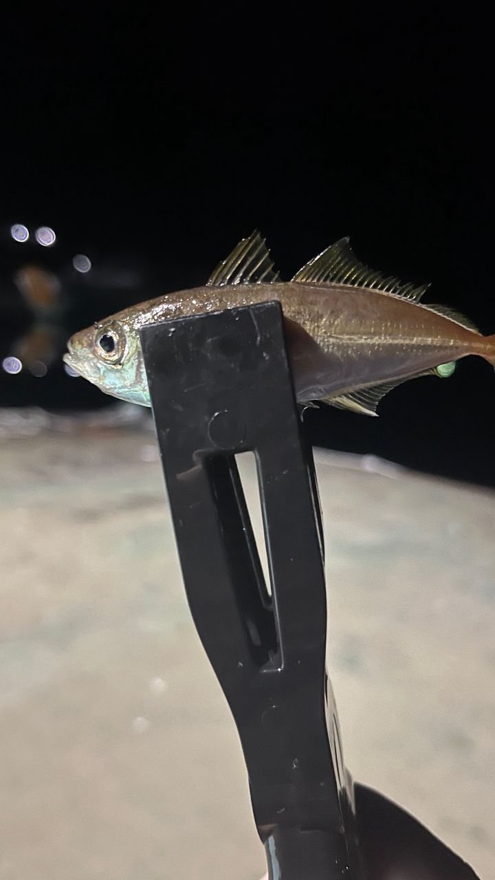クロメバル