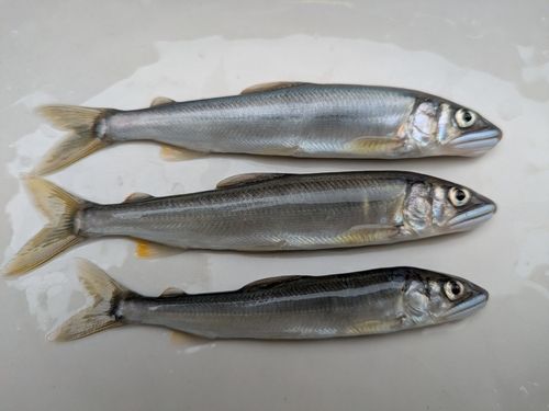 アユの釣果