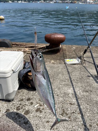 マルソウダの釣果