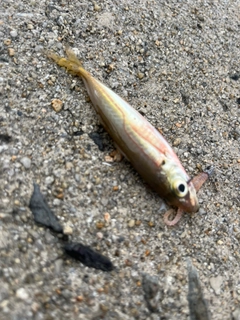 マアジの釣果