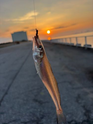 シロギスの釣果