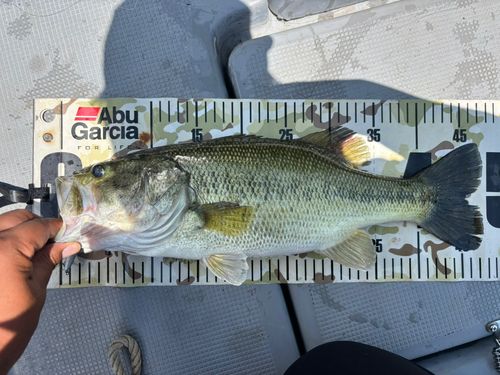 ラージマウスバスの釣果