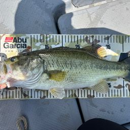 ラージマウスバス