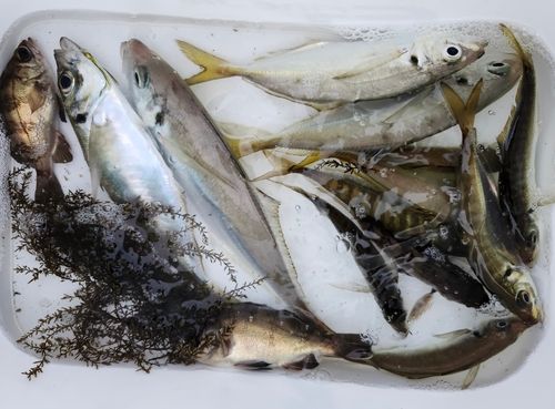 マアジの釣果