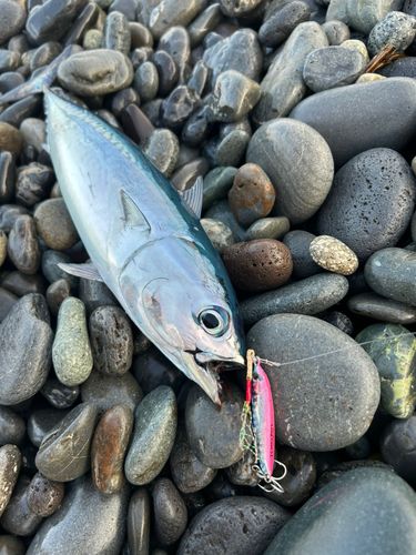 ソウダガツオの釣果