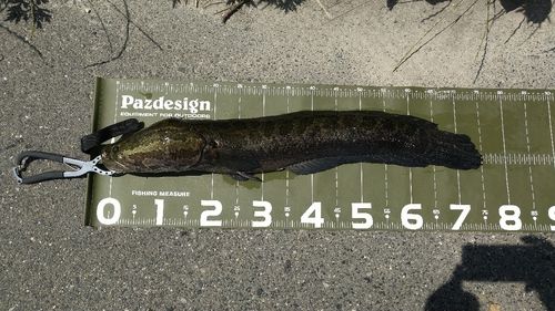 ライギョの釣果