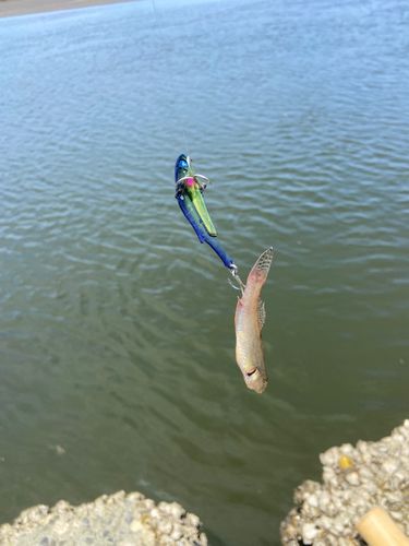 ハゼの釣果