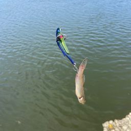 ハゼ