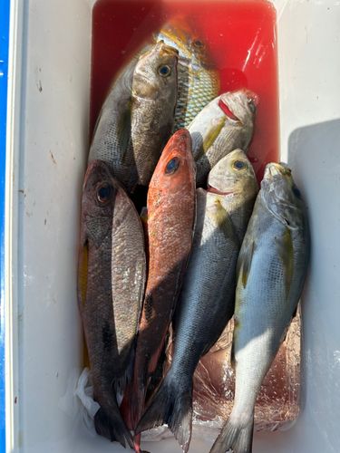 イサキの釣果