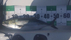 ハマチの釣果