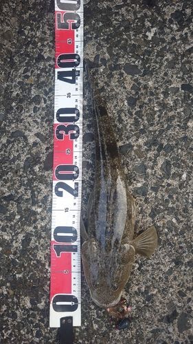 マゴチの釣果