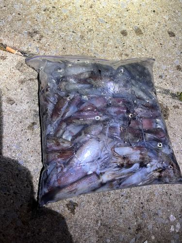 ヒイカの釣果