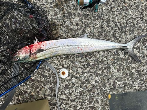 サゴシの釣果