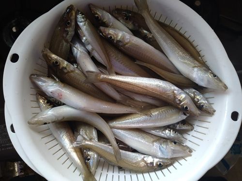 キスの釣果