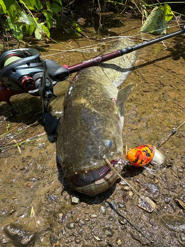 ナマズの釣果