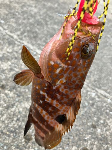 キジハタの釣果