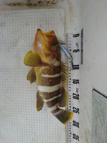 アオハタの釣果