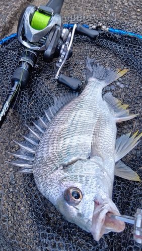 伊万里湾で釣れたキビレの釣り・釣果情報 - アングラーズ | 釣果