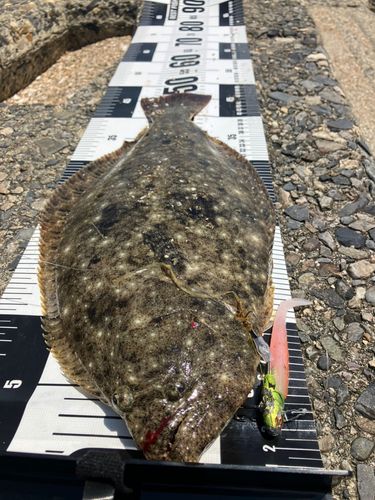 ヒラメの釣果