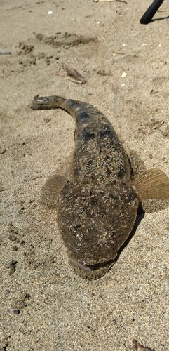 コチの釣果