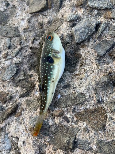 クサフグの釣果