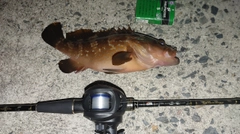 キジハタの釣果