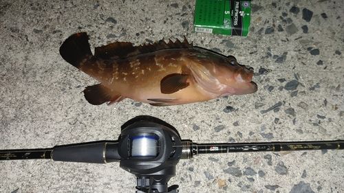 キジハタの釣果