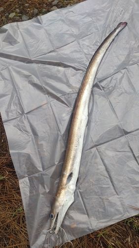 ハモの釣果