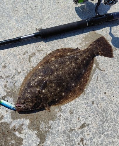 ヒラメの釣果
