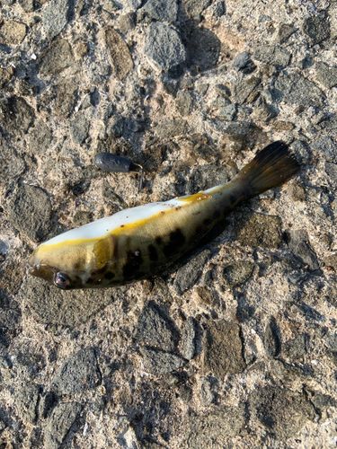 ショウサイフグの釣果