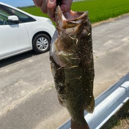 ラージマウスバス