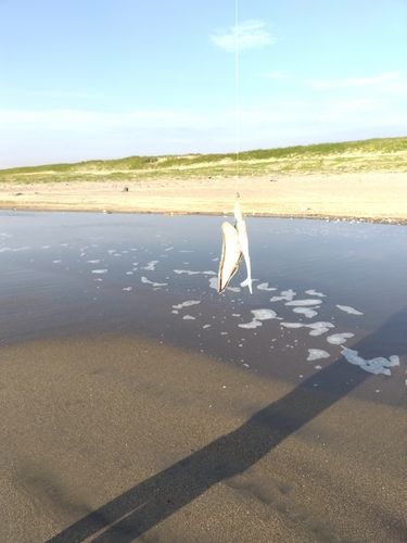 シタビラメの釣果