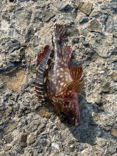 ガシラの釣果