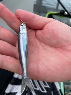 トウゴロウイワシの釣果