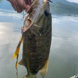スモールマウスバス