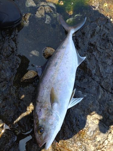 カンパチの釣果