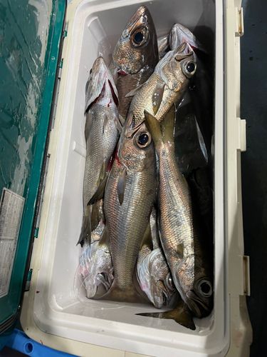 クロムツの釣果