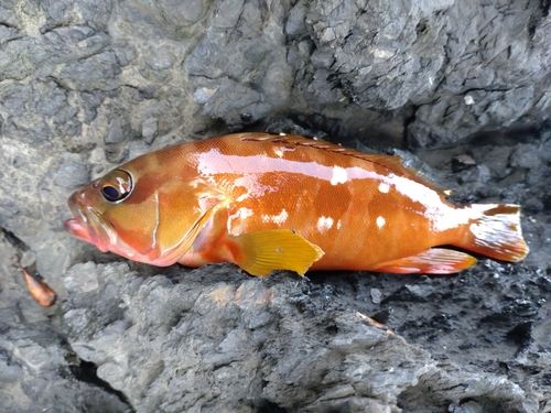 アカハタの釣果