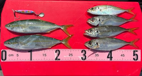 ツバスの釣果