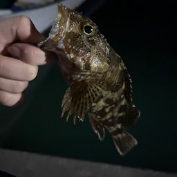 ガシラ