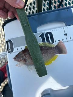 ホシササノハベラの釣果